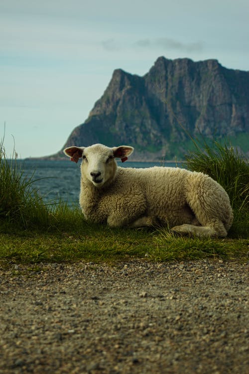 有关動物, 動物攝影, 哺乳動物的免费素材图片