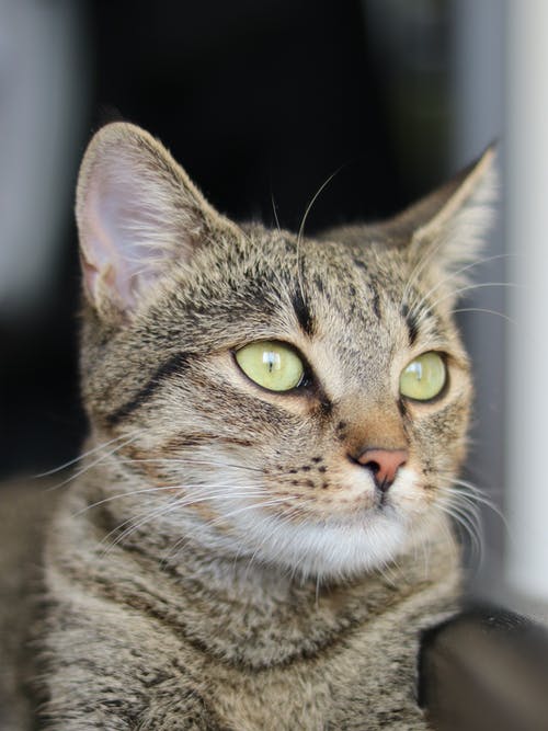 有关動物, 動物攝影, 哺乳動物的免费素材图片