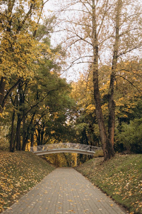 有关atmosfera de outono, forestpark, 垂直拍摄的免费素材图片