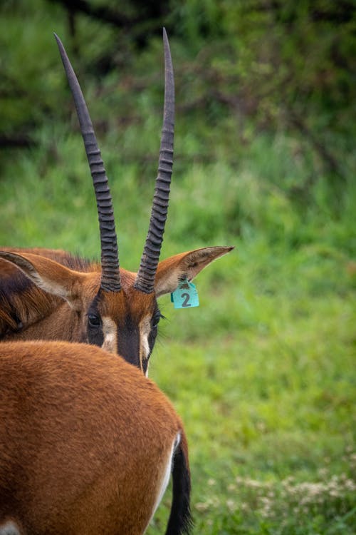 有关偶蹄目, 動物, 動物攝影的免费素材图片