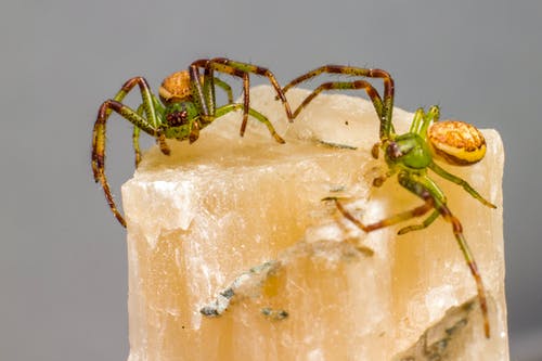 有关令人不寒而慄的, 動物攝影, 害怕的免费素材图片