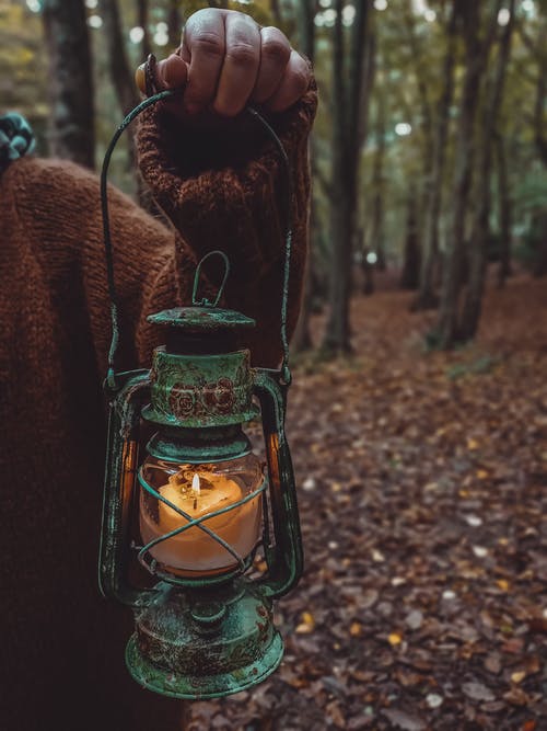 有关垂直拍摄, 握住, 森林的免费素材图片