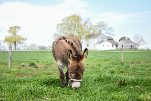 有关@户外, 動物, 動物攝影的免费素材图片