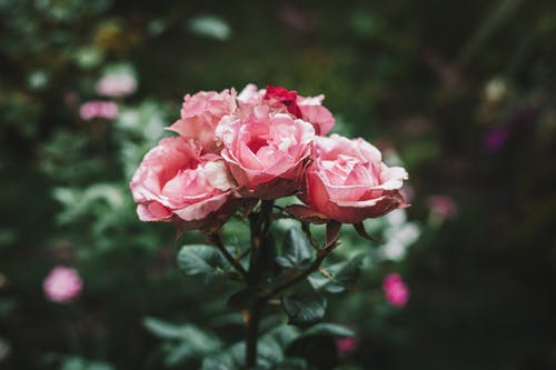 有关增長, 微妙, 植物群的免费素材图片