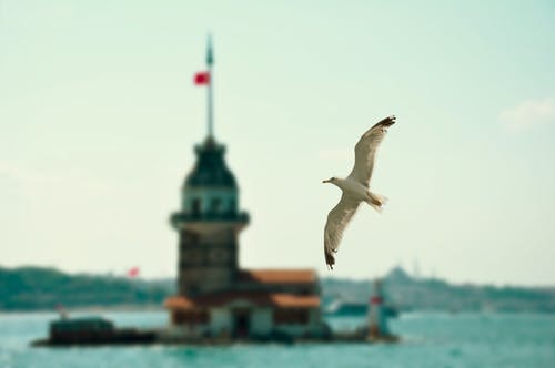 有关動物, 土耳其, 天空的免费素材图片