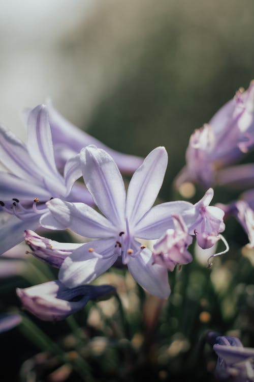 有关アフリカリリック, 垂直拍摄, 天性的免费素材图片