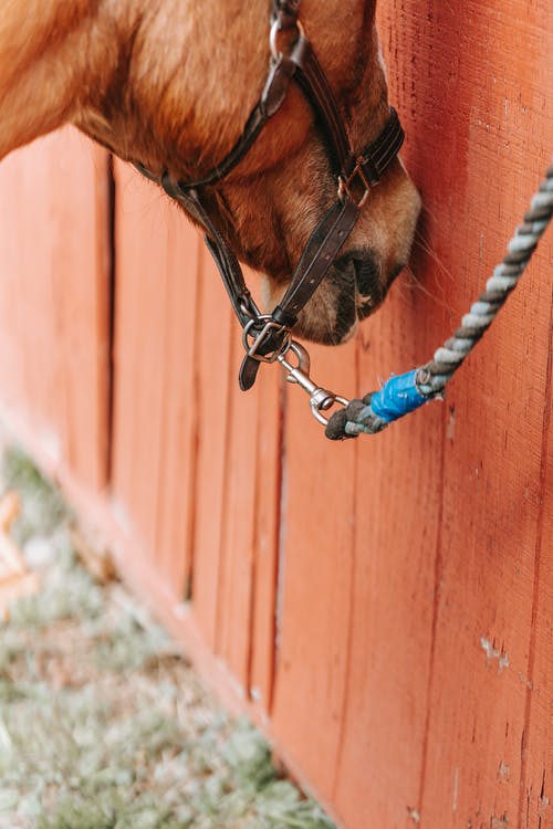 有关動物, 哺乳動物, 垂直拍摄的免费素材图片