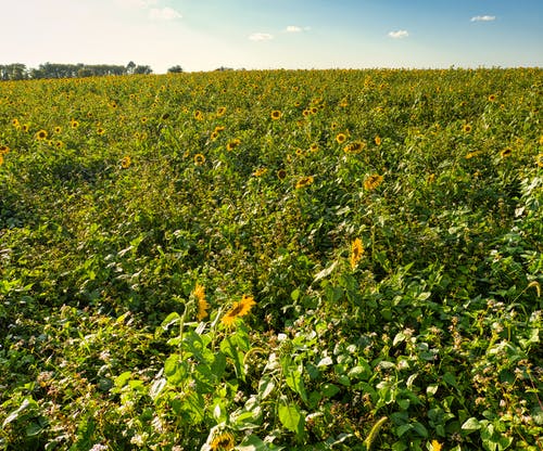 有关下田, 向日葵, 增長的免费素材图片