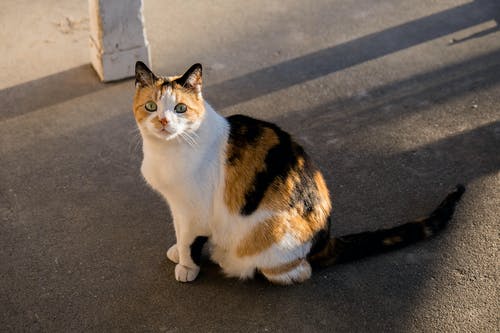 有关動物, 動物攝影, 印花布猫的免费素材图片