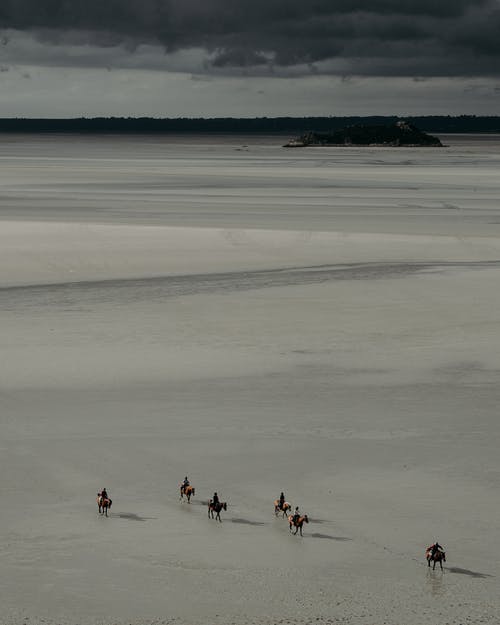 有关一起, 品種, 哺乳動物的免费素材图片