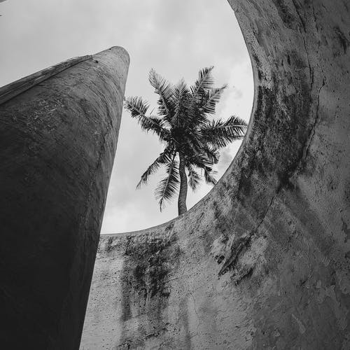 有关低角度拍攝, 塔, 棕櫚樹的免费素材图片