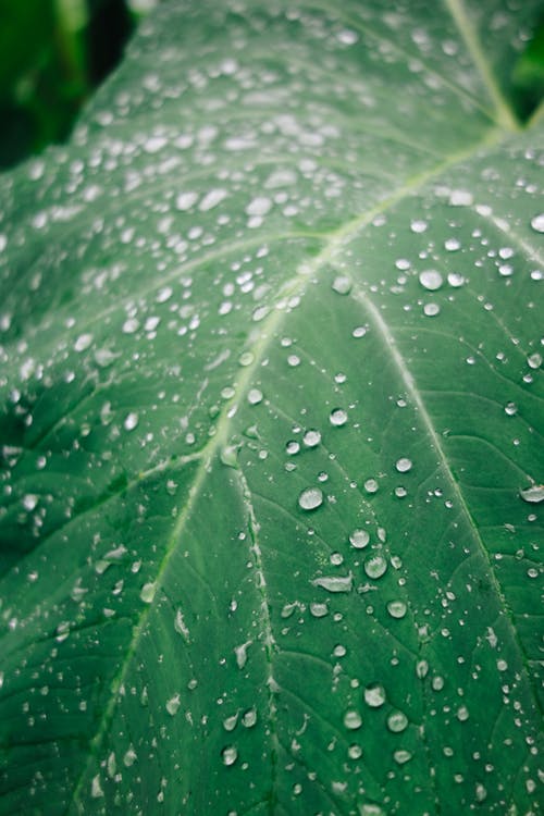 有关垂直拍摄, 壁紙, 天性的免费素材图片