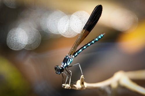 有关戶外, 昆蟲, 景深的免费素材图片