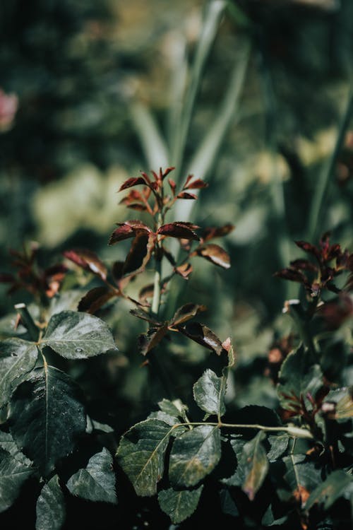 有关修剪花草, 圖案, 垂直拍摄的免费素材图片
