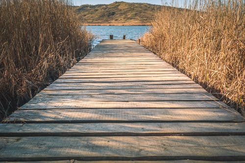 棕色木制码头与棕色的草 · 免费素材图片