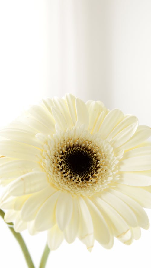有关垂直拍摄, 白色的花, 綻放的免费素材图片