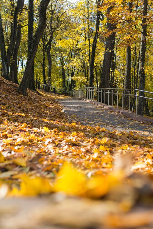 有关atmosfera de outono, forestpark, 下落的免费素材图片