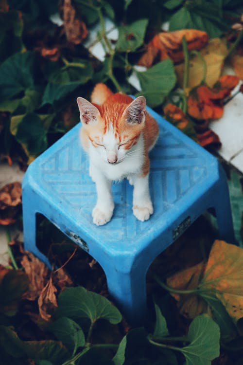 有关凳子, 動物, 動物攝影的免费素材图片