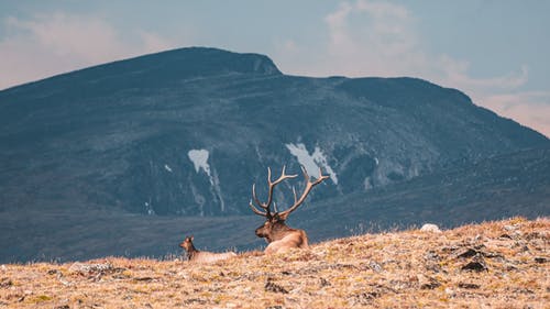 有关休息, 動物, 哺乳動物的免费素材图片