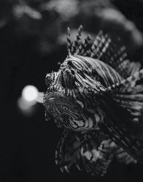 有关動物, 動物攝影, 單色的免费素材图片