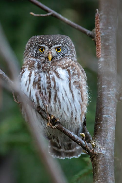 有关動物攝影, 垂直拍摄, 棲息的免费素材图片