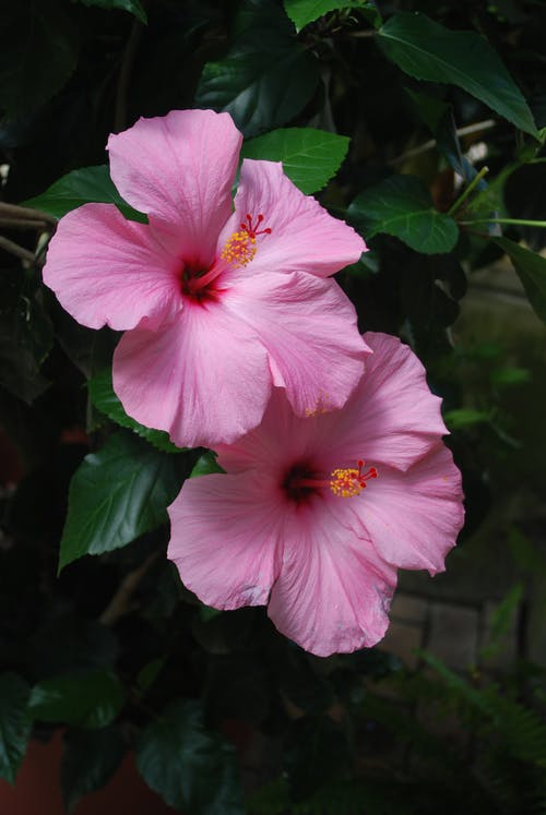 有关垂直拍摄, 植物群, 粉紅色的花的免费素材图片