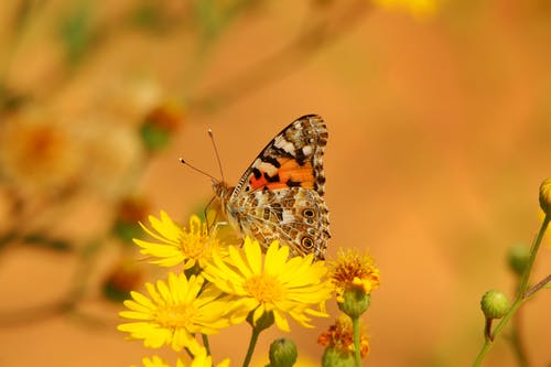 有关天性, 授粉, 昆蟲的免费素材图片