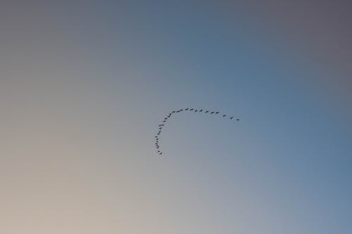 有关一群鳥, 低角度拍攝, 形狀的免费素材图片