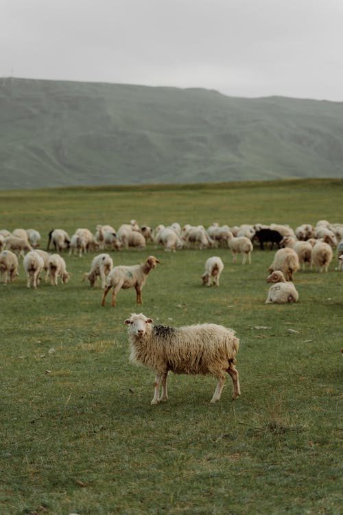 有关一群動物, 乾草地, 動物的免费素材图片