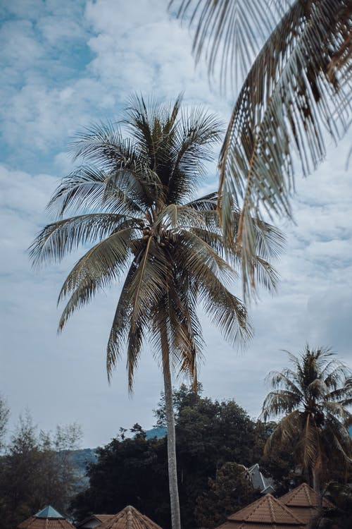 有关垂直拍摄, 椰子樹, 熱帶的免费素材图片