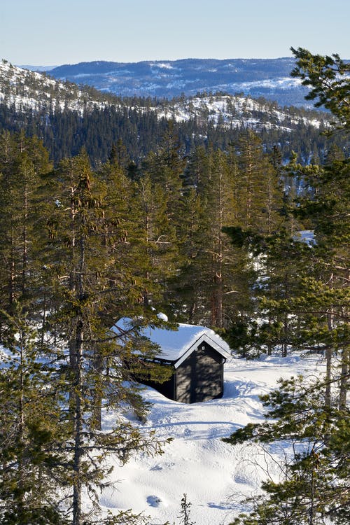 有关冬季, 冷, 冷杉的免费素材图片