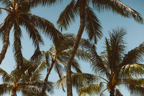 有关棕櫚, 椰子, 樹幹的免费素材图片
