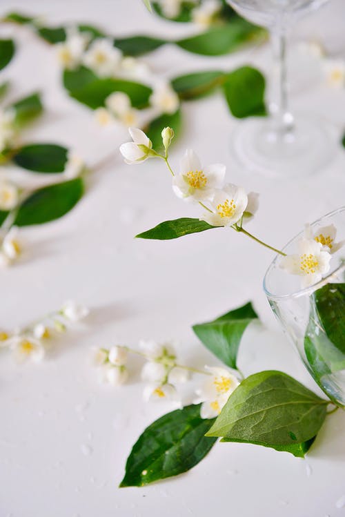 透明玻璃花瓶上的白花 · 免费素材图片