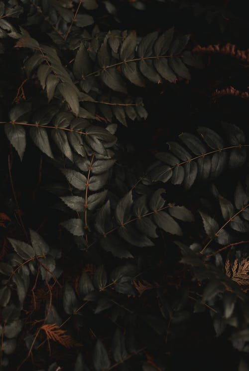 有关圖案, 垂直拍摄, 天性的免费素材图片