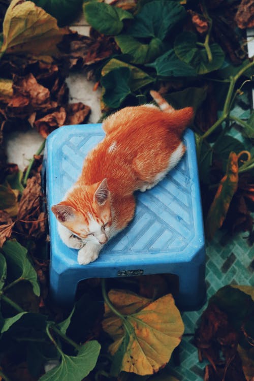 有关俯視圖, 凳子, 動物的免费素材图片