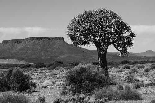 有关乾旱, 国家公园, 天性的免费素材图片