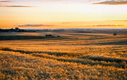 有关农田, 小麥, 日出的免费素材图片
