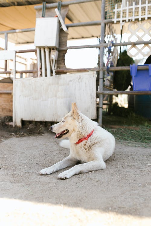 有关側面圖, 動物, 動物攝影的免费素材图片