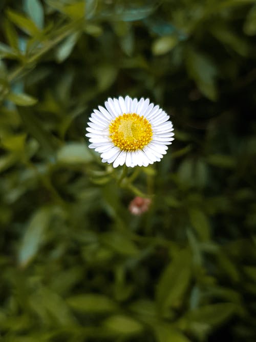 有关樹葉, 特写, 白色雛菊的免费素材图片