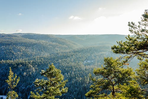 有关天性, 戶外, 森林的免费素材图片