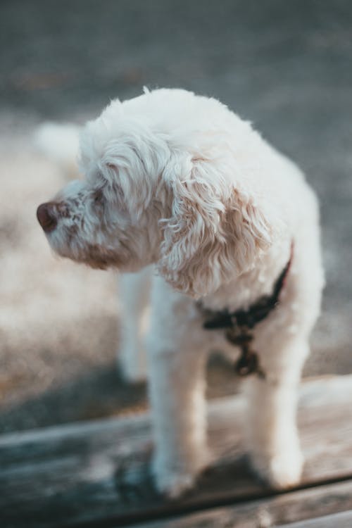 有关動物, 動物攝影, 可愛的免费素材图片