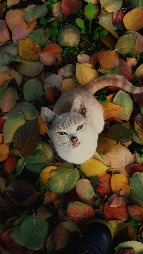 有关動物, 可愛, 可愛的的免费素材图片