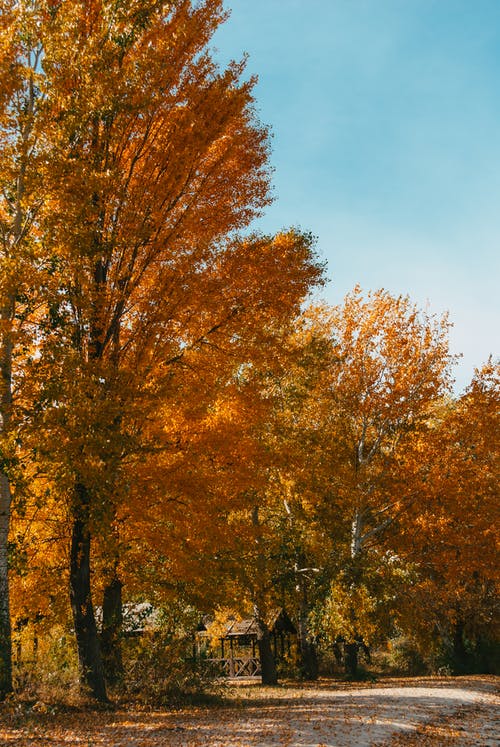 有关垂直拍摄, 戶外, 泥路的免费素材图片