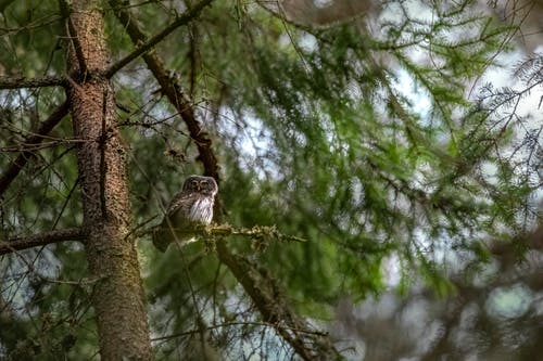 有关動物, 可愛, 天性的免费素材图片