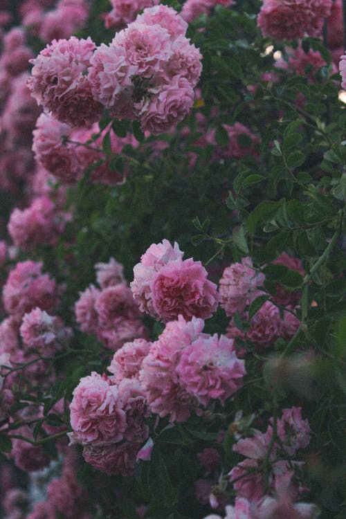 有关垂直拍摄, 增長, 植物群的免费素材图片