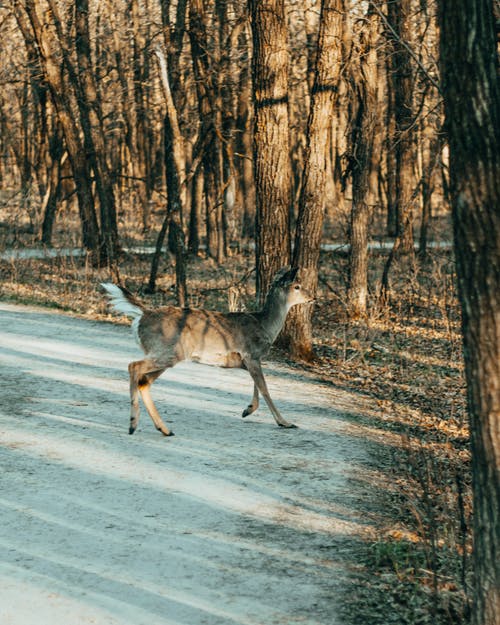 有关側面圖, 動物, 哺乳動物的免费素材图片