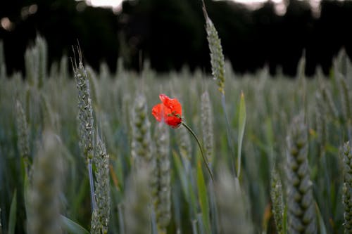 有关增長, 微妙, 植物群的免费素材图片