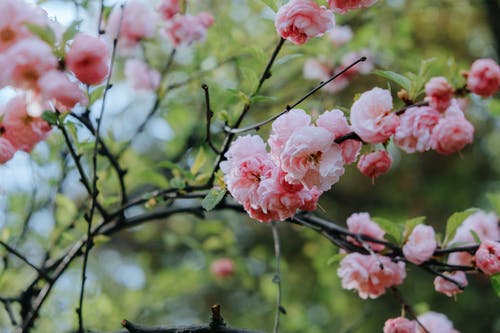 有关分公司, 壁紙, 微妙的免费素材图片