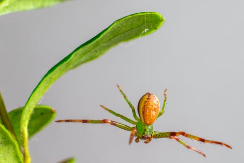 有关令人不寒而慄的, 動物, 動物攝影的免费素材图片