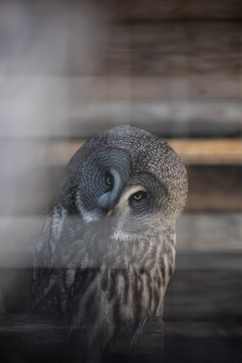 有关動物園, 天性, 棲息的免费素材图片